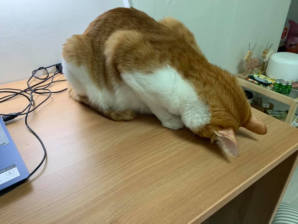 고양이