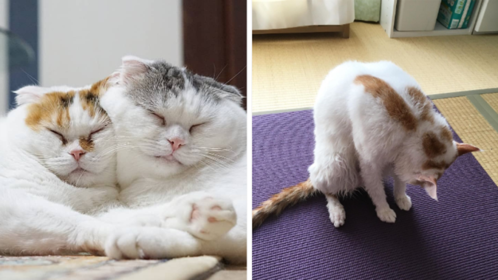 고양이