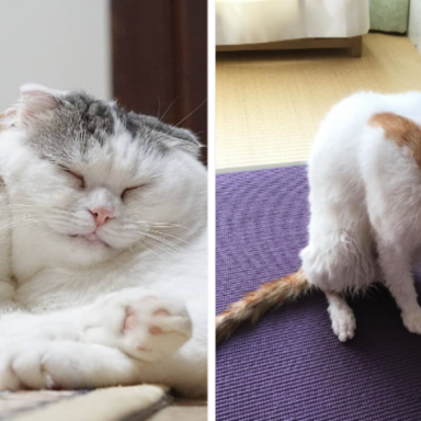 고양이