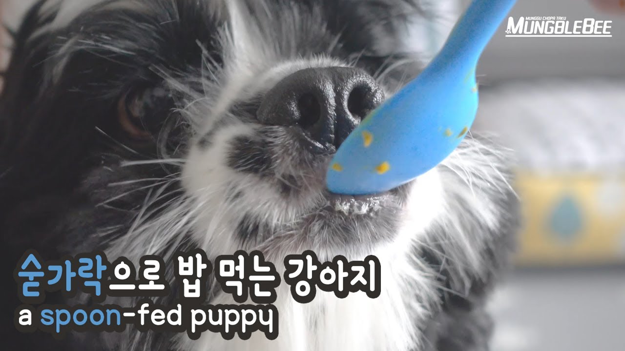 강아지랑 컵 챌린지 하다가 이렇게 되었음 dog cup challenge 강아지 컵 챌린지 반응 비마이펫 크리에이터즈