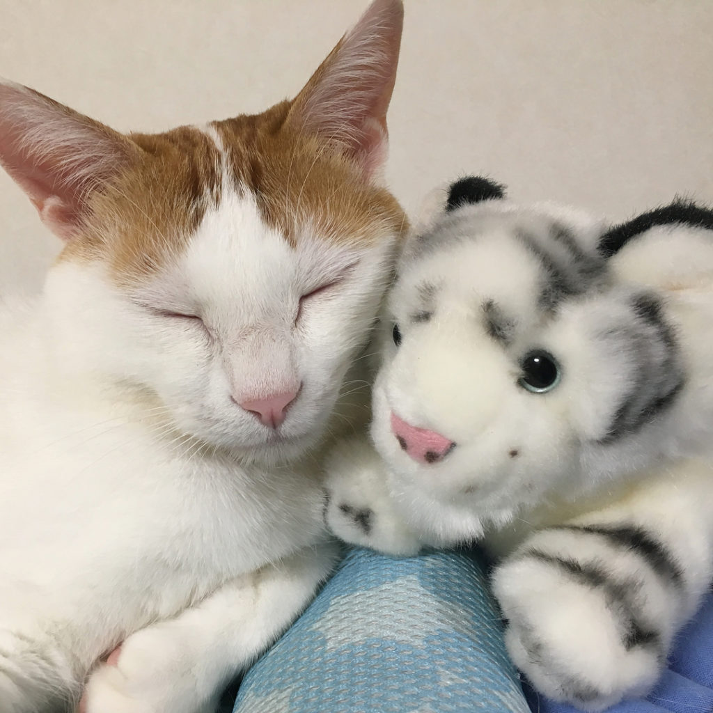 고양이 인형