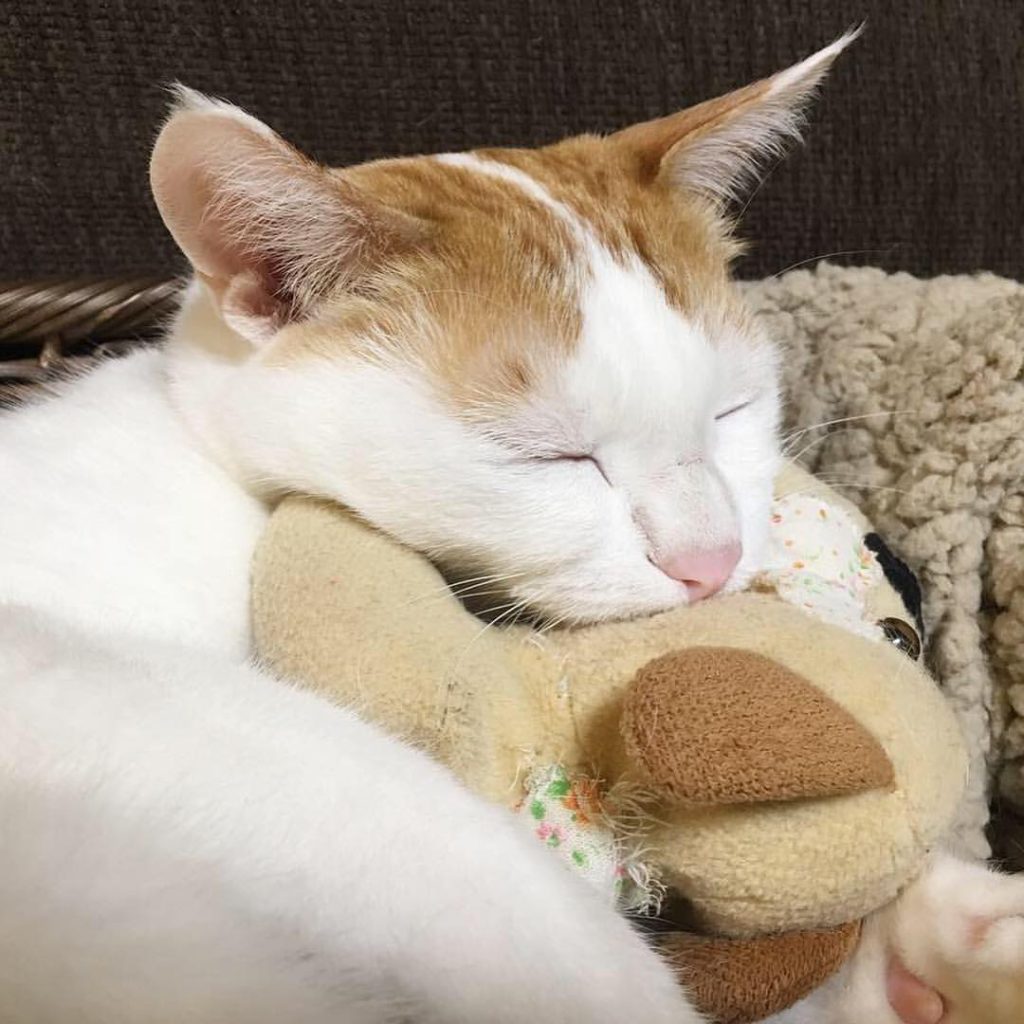 고양이 인형