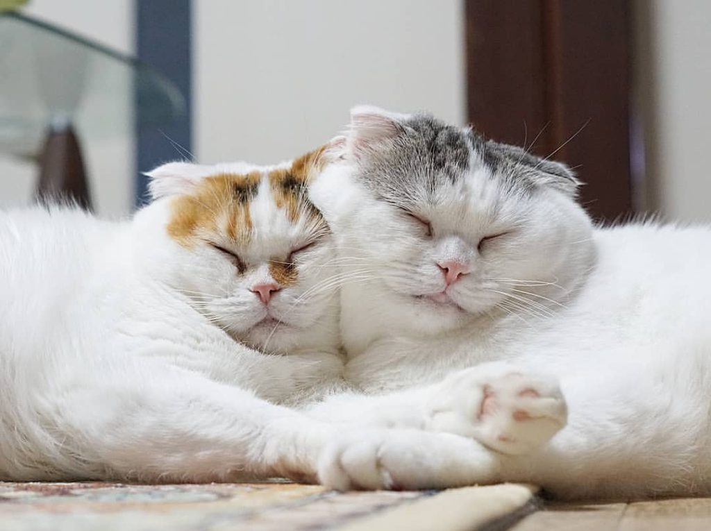 고양이