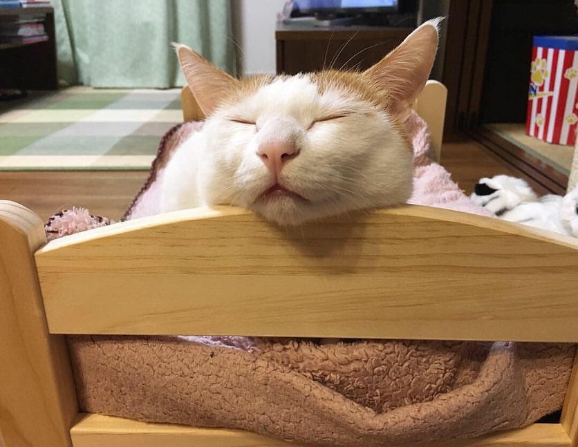 고양이