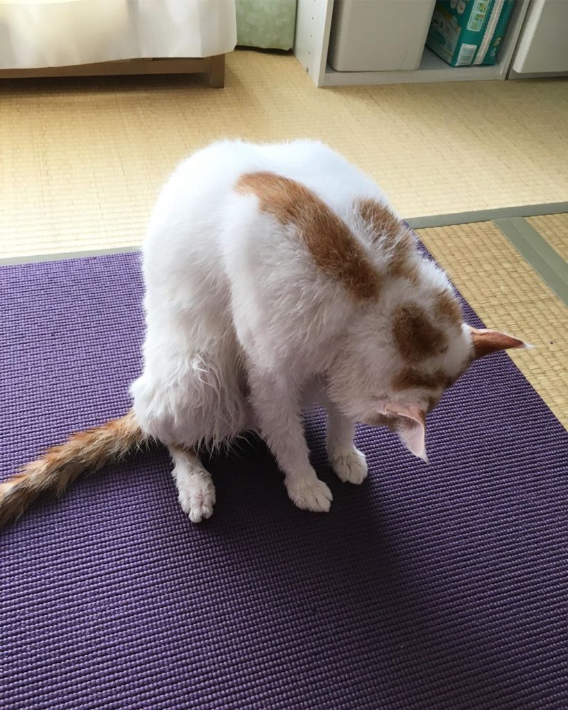 고양이