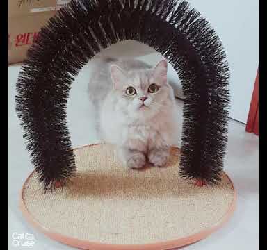 브리티쉬 롱헤어