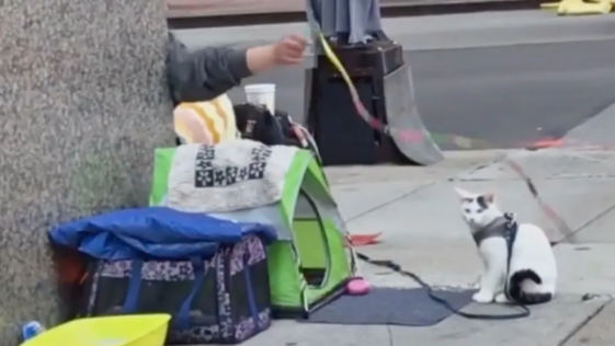 노숙자 고양이