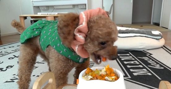 강아지 수제간식
