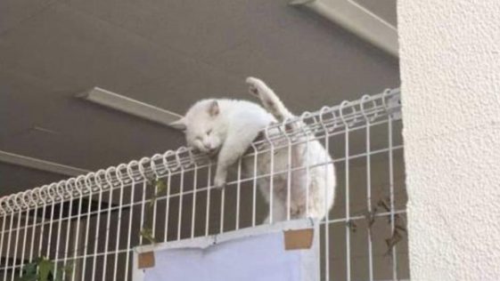 고양이