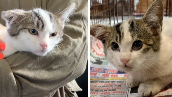 길고양이