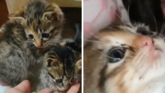 새끼 고양이