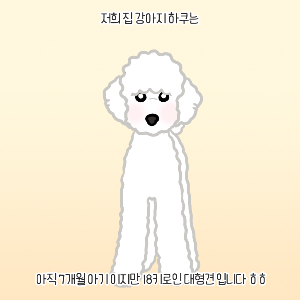 스탠다드 푸들