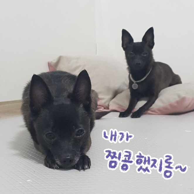 강아지 마킹 입양