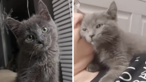 아기 고양이