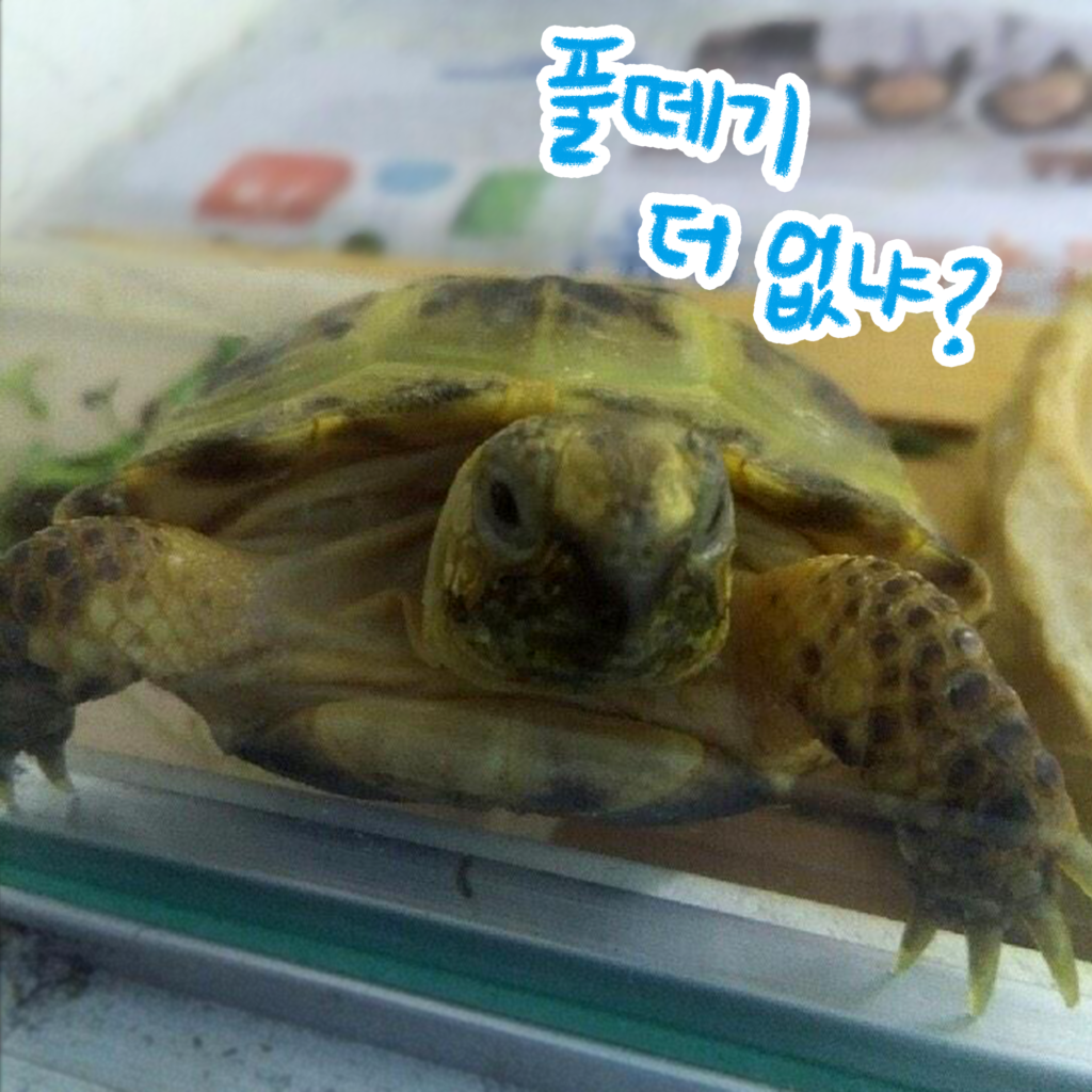 거북이 키우기