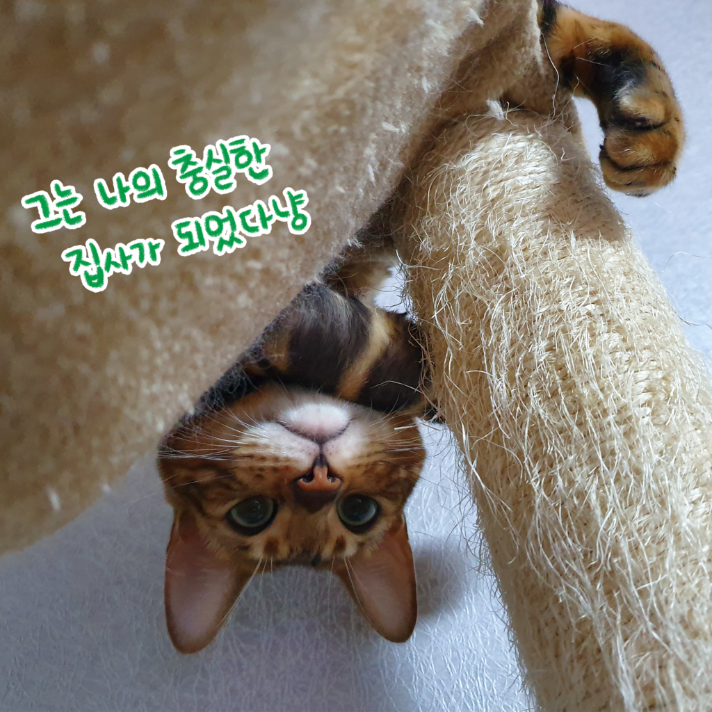 고양이 반대