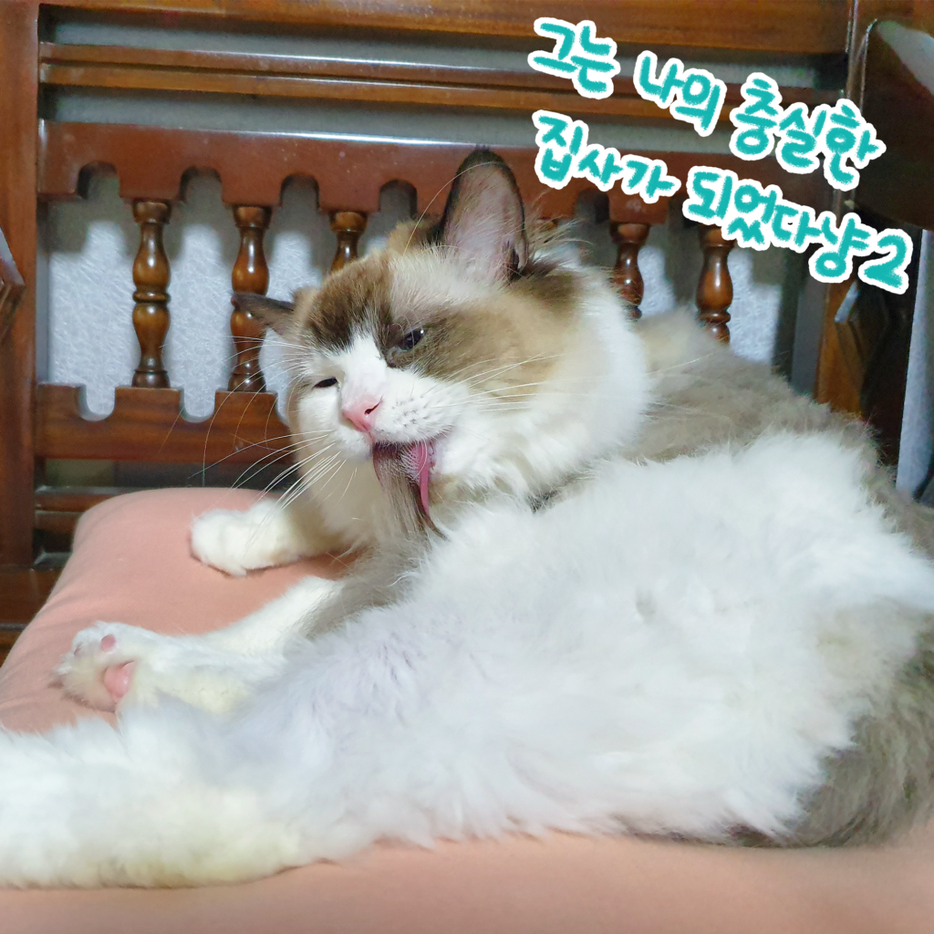 고양이 혀