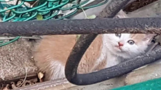 고양이 구조