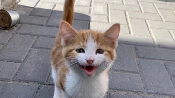 아기 고양이
