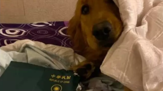우한 폐렴