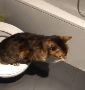 고양이 변기통