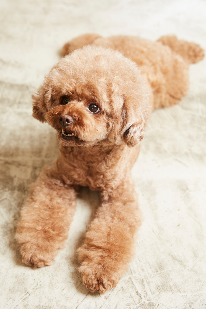 강아지 디스템퍼