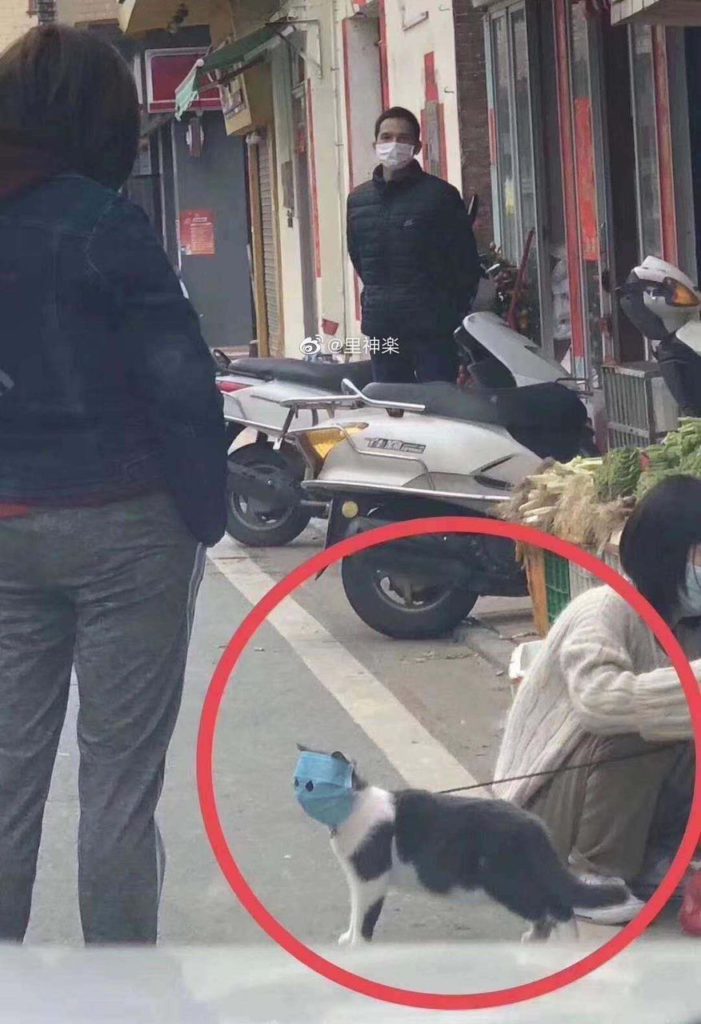 고양이 코로나