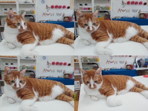 츄르