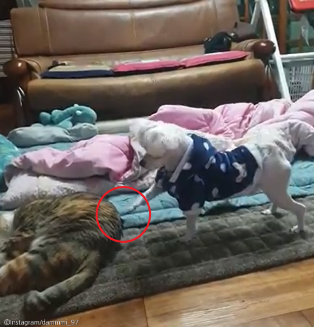 ⓒ노트펫
