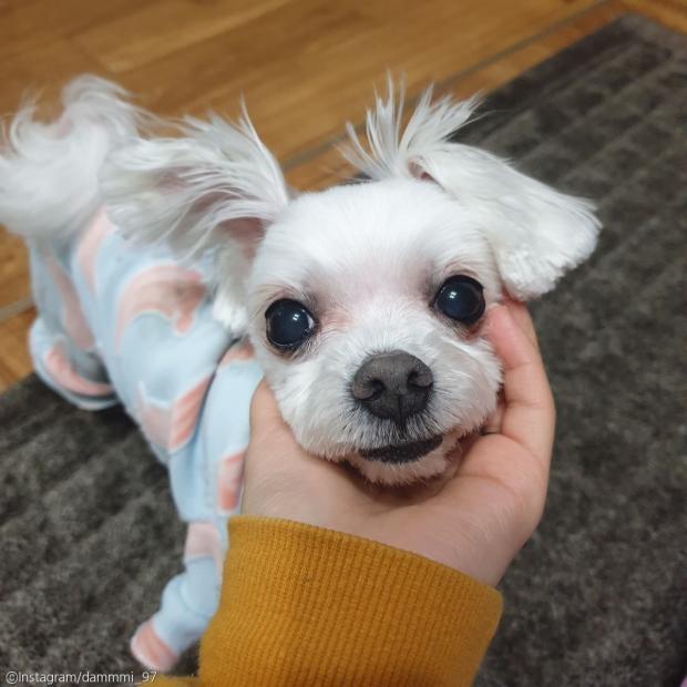 ⓒ노트펫