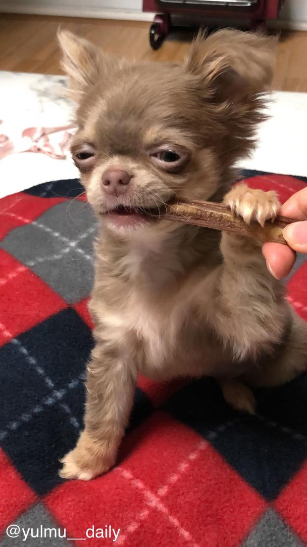 ⓒ노트펫