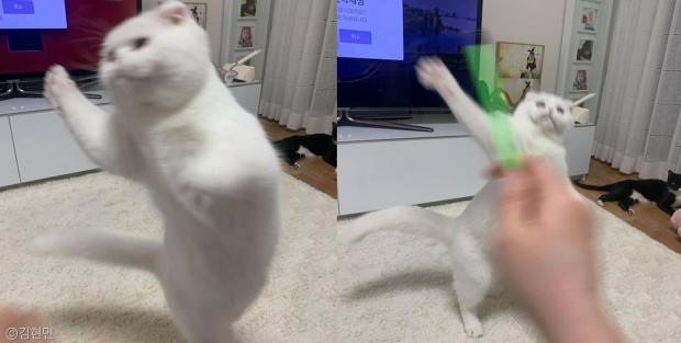 ⓒ노트펫