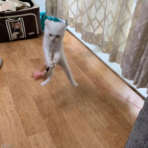 ⓒ노트펫