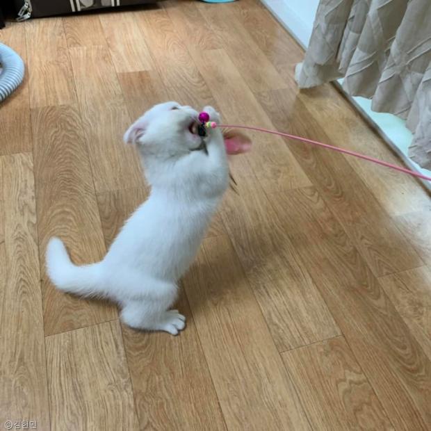ⓒ노트펫