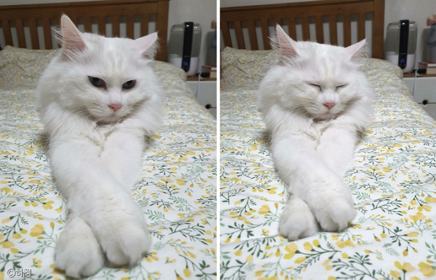 ⓒ노트펫
