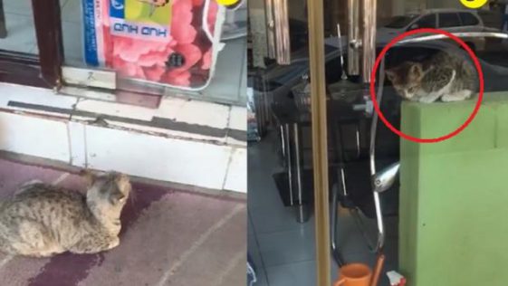 아기 고양이