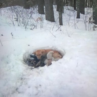 강아지 눈