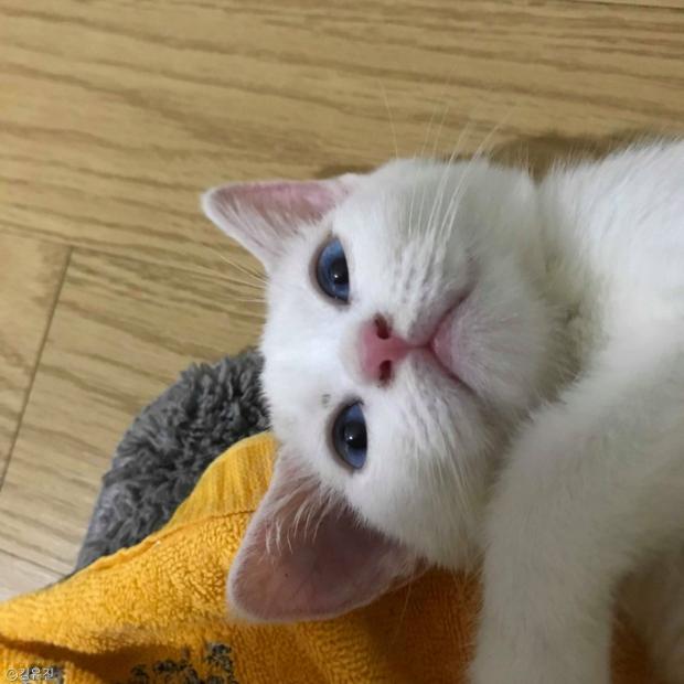 ⓒ노트펫