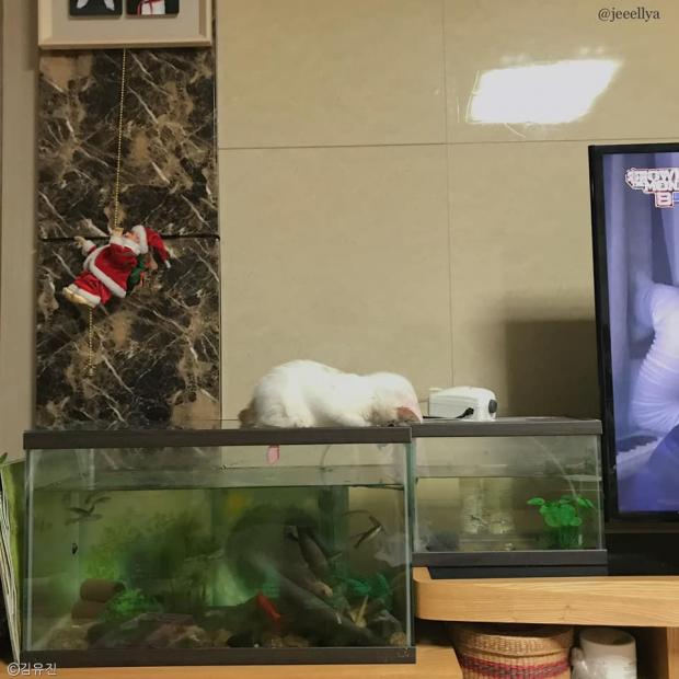 ⓒ노트펫