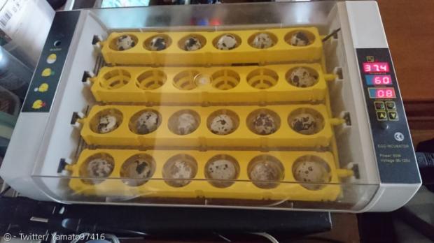 야마토가 부화기에 메추리알 19개를 넣었다.