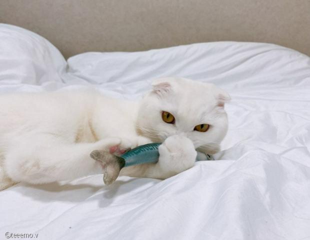 ⓒ노트펫