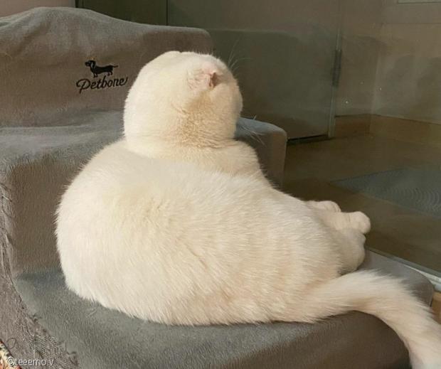 ⓒ노트펫