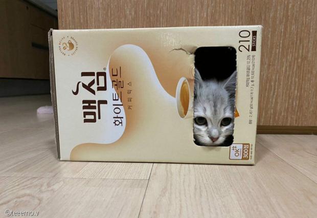 ⓒ노트펫
