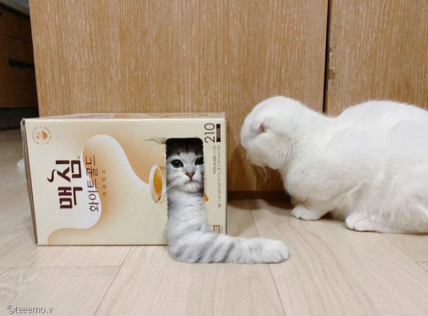 ⓒ노트펫