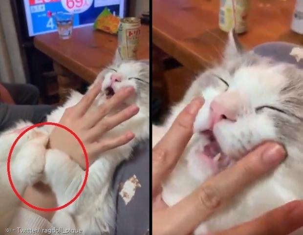 고양이 피케가 아주 행복한 나머지 집사의 오른손을 꼭 잡았다.(빨간 원)