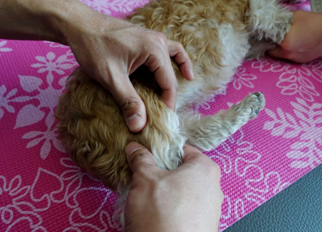[by petzine] 운동 전, 무릎 주변 근육을 살살 눌러주거나 톡톡 두드리며 마사지해준다