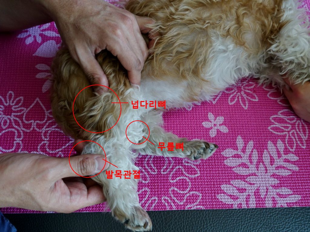 [by petzine] 개의 넙다리뼈와 무릎뼈, 발목관절 위치