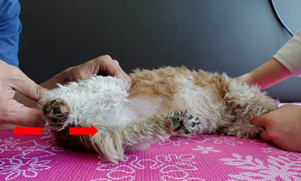 [by petzine] 화살표 가로축만큼 무릎관절이 움직일 수 있으며, 무릎관절을 움직이는 방향