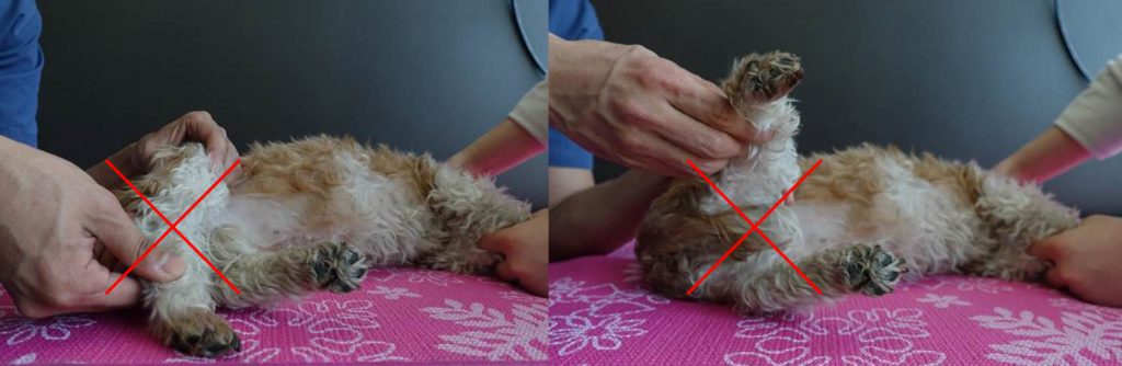 [by petzine] 무릎 운동을 할 때, 위와 같은 다리 구부림은 옳지 못하다. 늘 지면과 평행을 유지해야 한다