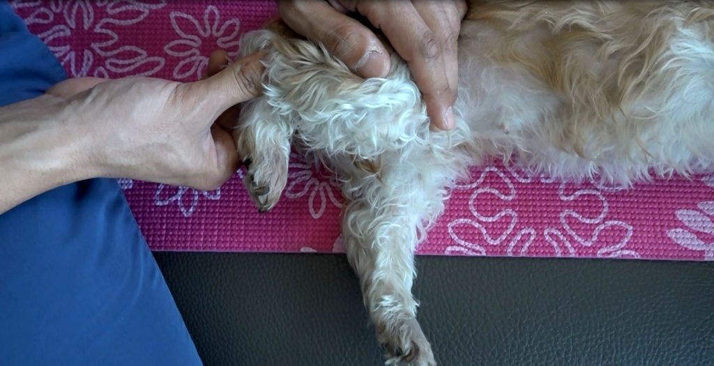 [by petzine] 강아지가 아파하지 않는 선에서 무릎관절이 엉덩이에 닿게 구부려준 모습